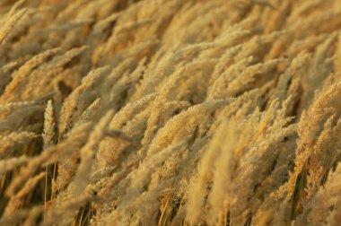 Doku sarı çim, salkım. bir çok yıllık bitki. gevşek, dallanma küme çiçek,