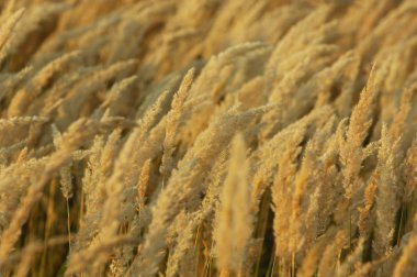 Doku sarı çim, salkım. bir çok yıllık bitki. gevşek, dallanma küme çiçek,