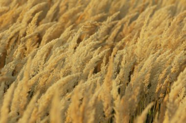 Doku sarı çim, salkım. bir çok yıllık bitki. gevşek, dallanma küme çiçek,