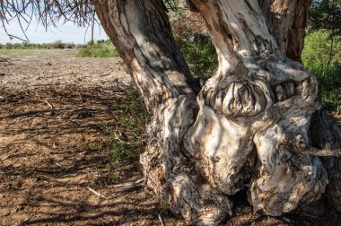 Ağaç kabuğu dokusu. arka plan, ağaç kabuğu,