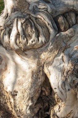 Ağaç kabuğu dokusu. arka plan, ağaç kabuğu,