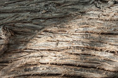 Ağaç kabuğu dokusu. arka plan, ağaç kabuğu,