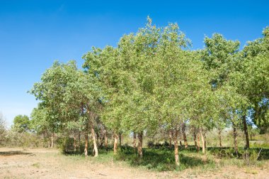 çöl, vahşi, kumlar, ıssızlık, atık, sahara. Hayvancılık, özellikle sığır veya ata, bir çiftlik veya ahır için bir kalem. su bulunduğu bir çölde bereketli bir nokta.