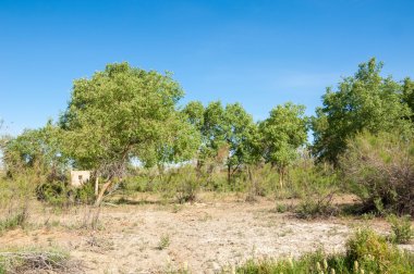 bozkır, çayır, veldt, veld. Bahar Orta Asya. Kazakistan. Turanga kavak. Euphrates kavak