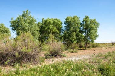 bozkır, çayır, veldt, veld. Bahar Orta Asya. Kazakistan. Turanga kavak. Euphrates kavak