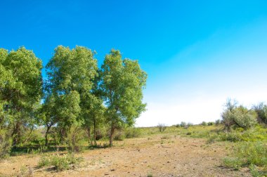 bozkır, çayır, veldt, veld. Bahar Orta Asya. Kazakistan. Turanga kavak. Euphrates kavak