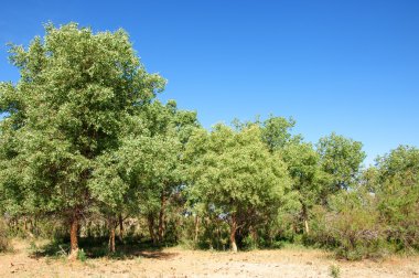 bozkır, çayır, veldt, veld. Bahar Orta Asya. Kazakistan. Turanga kavak. Euphrates kavak