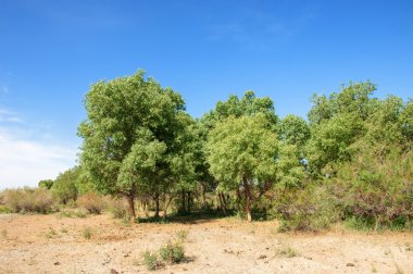 steppe, prairie, veldt, veld.  Spring Central Asia. Kazakhstan. turanga poplar.  Euphrates Poplar clipart