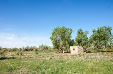 bozkır, çayır, veldt, veld. Bahar Orta Asya. Kazakistan. Turanga kavak. Euphrates kavak. terk edilmiş çamur kulübeleri