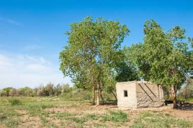 bozkır, çayır, veldt, veld. Bahar Orta Asya. Kazakistan. Turanga kavak. Euphrates kavak. terk edilmiş çamur kulübeleri