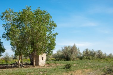 bozkır, çayır, veldt, veld. Bahar Orta Asya. Kazakistan. Turanga kavak. Euphrates kavak. terk edilmiş çamur kulübeleri