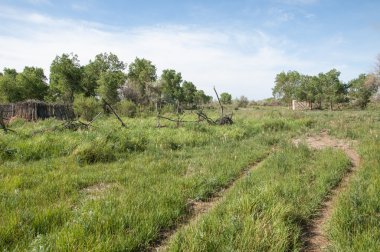 bozkır, çayır, veldt, veld. Bahar Orta Asya. Kazakistan. Turanga kavak. Euphrates kavak