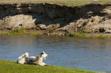 Nehir kenarında koyun otlatma keçi. Keçi ve koyun sıyrık suya yakın bir plato üzerinde duydum.