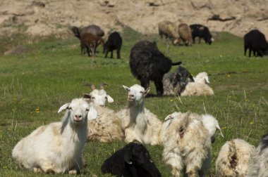 Nehir kenarında koyun otlatma keçi. Keçi ve koyun sıyrık suya yakın bir plato üzerinde duydum.