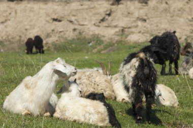 Nehir kenarında koyun otlatma keçi. Keçi ve koyun sıyrık suya yakın bir plato üzerinde duydum.