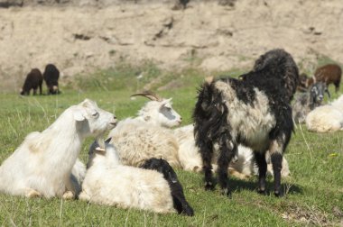 Nehir kenarında koyun otlatma keçi. Keçi ve koyun sıyrık suya yakın bir plato üzerinde duydum.