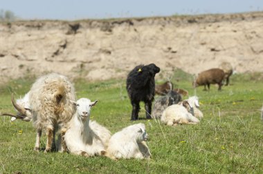 Nehir kenarında koyun otlatma keçi. Keçi ve koyun sıyrık suya yakın bir plato üzerinde duydum.