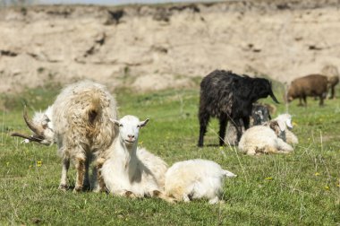 Nehir kenarında koyun otlatma keçi. Keçi ve koyun sıyrık suya yakın bir plato üzerinde duydum.