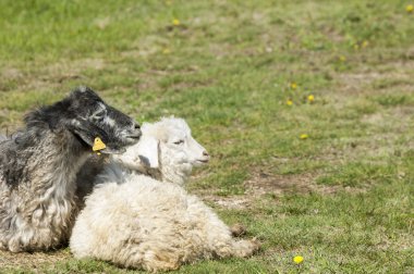 Nehir kenarında koyun otlatma keçi. Keçi ve koyun sıyrık suya yakın bir plato üzerinde duydum.