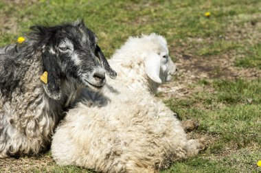 Nehir kenarında koyun otlatma keçi. Keçi ve koyun sıyrık suya yakın bir plato üzerinde duydum.