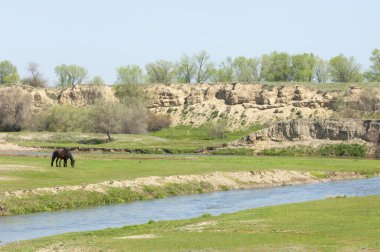 Bozkır, çayır, veld, veldt. Parlak güneş ışığı, çölün ortasında bahar. Nehir kenarında otlayan atlar