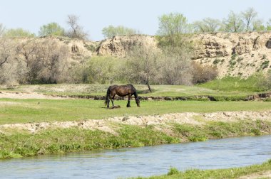 Bozkır, çayır, veld, veldt. Parlak güneş ışığı, çölün ortasında bahar. Nehir kenarında otlayan atlar