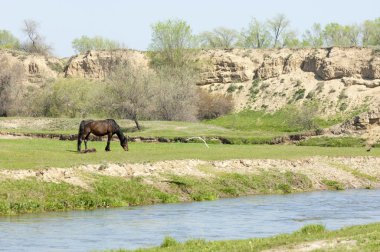Bozkır, çayır, veld, veldt. Parlak güneş ışığı, çölün ortasında bahar. Nehir kenarında otlayan atlar