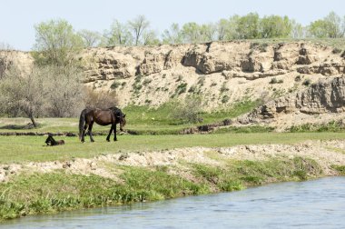 Bozkır, çayır, veld, veldt. Parlak güneş ışığı, çölün ortasında bahar. Nehir kenarında otlayan atlar