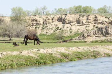 Bozkır, çayır, veld, veldt. Parlak güneş ışığı, çölün ortasında bahar. Nehir kenarında otlayan atlar