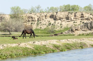 Bozkır, çayır, veld, veldt. Parlak güneş ışığı, çölün ortasında bahar. Nehir kenarında otlayan atlar
