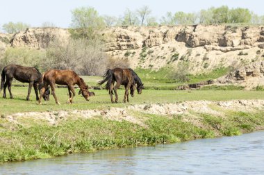 Bozkır, çayır, veld, veldt. Parlak güneş ışığı, çölün ortasında bahar. Nehir kenarında otlayan atlar