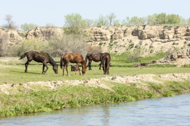 Bozkır, çayır, veld, veldt. Parlak güneş ışığı, çölün ortasında bahar. Nehir kenarında otlayan atlar