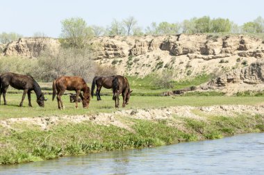 Bozkır, çayır, veld, veldt. Parlak güneş ışığı, çölün ortasında bahar. Nehir kenarında otlayan atlar