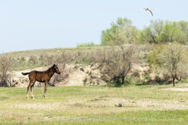 Bozkır, çayır, veld, veldt. Parlak güneş ışığı, çölün ortasında bahar. Nehir kenarında otlayan atlar