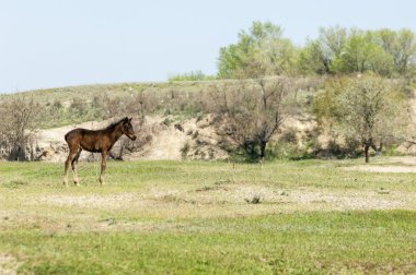 Bozkır, çayır, veld, veldt. Parlak güneş ışığı, çölün ortasında bahar. Nehir kenarında otlayan atlar
