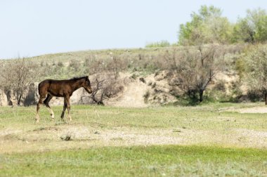 Bozkır, çayır, veld, veldt. Parlak güneş ışığı, çölün ortasında bahar. Nehir kenarında otlayan atlar