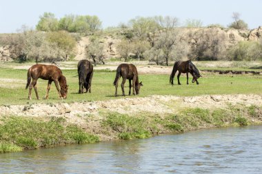 Bozkır, çayır, veld, veldt. Parlak güneş ışığı, çölün ortasında bahar. Nehir kenarında otlayan atlar