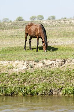 Bozkır, çayır, veld, veldt