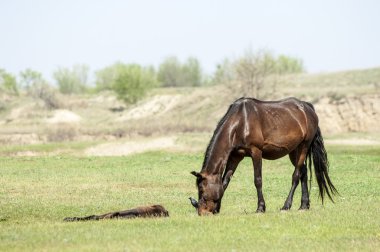 Bozkır, çayır, veld, veldt. Parlak güneş ışığı, çölün ortasında bahar. Nehir kenarında otlayan atlar