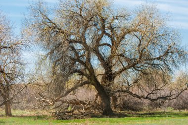 bozkır, çayır, veldt, veld. Bahar Orta Asya. Kazakistan. Turanga kavak. Euphrates kavak