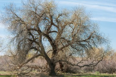 bozkır, çayır, veldt, veld. Bahar Orta Asya. Kazakistan. Turanga kavak. Euphrates kavak