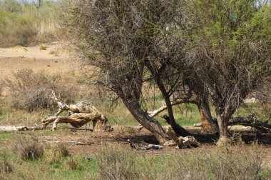 bozkır, çayır, veldt, veld. Bahar Orta Asya. Kazakistan. Turanga kavak. Euphrates kavak