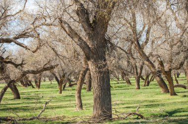 bozkır, çayır, veldt, veld. Bahar Orta Asya. Kazakistan. Turanga kavak. Euphrates kavak