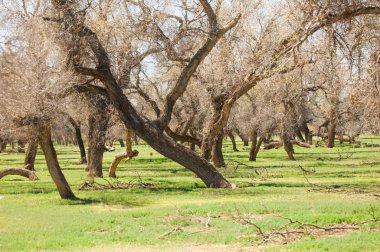 bozkır, çayır, veldt, veld. Bahar Orta Asya. Kazakistan. Turanga kavak. Euphrates kavak