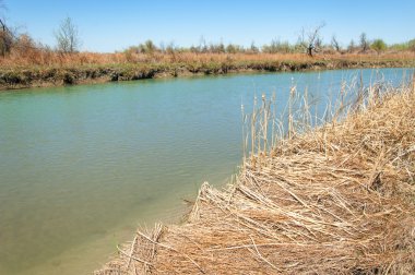Bozkır nehir sazlık yaz. nehir görünümünde kez izlendi. küçük mavi nehir kıyısında güneşli bir gün