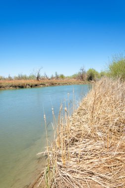 Bozkır nehir sazlık yaz. nehir görünümünde kez izlendi. küçük mavi nehir kıyısında güneşli bir gün
