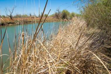 Bozkır nehir sazlık yaz. nehir görünümünde kez izlendi. küçük mavi nehir kıyısında güneşli bir gün