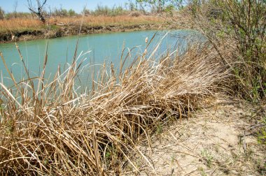 Bozkır nehir sazlık yaz. nehir görünümünde kez izlendi. küçük mavi nehir kıyısında güneşli bir gün