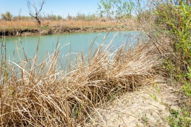 Bozkır nehir sazlık yaz. nehir görünümünde kez izlendi. küçük mavi nehir kıyısında güneşli bir gün