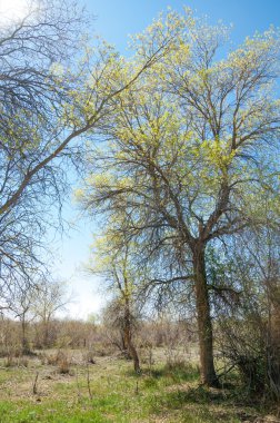 bozkır, çayır, veldt, veld. Bahar Orta Asya. Kazakistan. Turanga kavak. Euphrates kavak